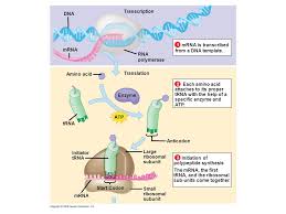 Bioflix Activity Protein Synthesis Rna Processing Molecular Biology Of The Gene Ppt Download