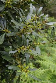 Image result for Hunteria myriantha