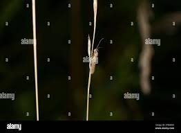 Image result for Bryotropha similis