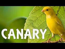 canary singing best video to training canaries canario hq canary singing singing videos pet birds