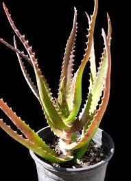 Image result for Aloe dawei