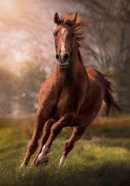 Black White And Brown Horses Beautiful The Horse 1500pc Jigsaw Puzzle By Clementoni Seriouspuzzles Com Horses Beautiful Horses Beautiful Horses Photography