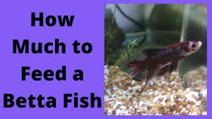 As fish go, bettas are fairly intelligent. How Much To Feed A Betta Fish Youtube