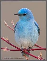 Mountain Bluebird Aaron Just Learned This Is The State Bird Of Nevada