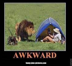 Funny Awkward Lion Safari Hunter Picture Hunting Memes Hunting Humor Funny Animal Videos