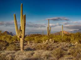 You can root those cuttings in 2 weeks or so whenever you get a dry corky feeling scab where you cut them. If You Cut Down A Cactus In Arizona You Could Be Penalized 1280x960 Download Hd Wallpaper Wallpapertip