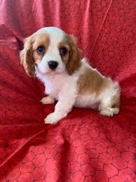 Check spelling or type a new query. Cute Cavalier King Charles Spaniel Pups Available Now Home Facebook