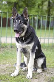 East european shepherds are balanced, confident, attentive, trainable, reliable companions and bodyguards. 13 East Europe Shepherd Dog Ideas Shepherd Dog Shepherd German Shepherd