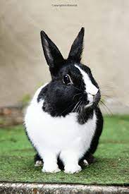 Check spelling or type a new query. Such A Pretty Black And White Bunny Rabbit Journal 150 Page Lined Notebook Diary Creations Cs Amazon De Bucher