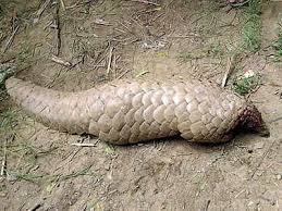 We did not find results for: Gurugram Endangered Pangolin Beaten To Death As Sighting Triggers Scare Gurgaon News Times Of India