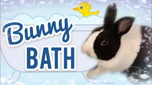 Use warm water in a shallow bath. Cleaning Your Bunny Bunny Bath Youtube