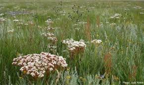 Image result for Crassula alba