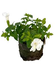 Image result for Torenia