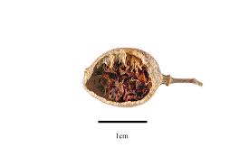 Image result for Streptopetalum serratum