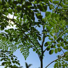 Image result for Moringa oleifera