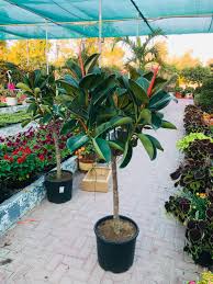 Image result for ficus elastica flower