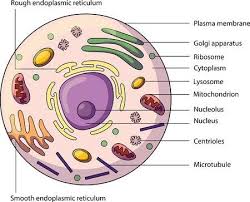 Check spelling or type a new query. Unicellular Multicellular Organisms Diagram Quizlet
