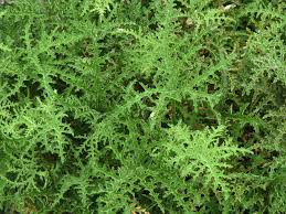 Image result for Pelargonium apetalum