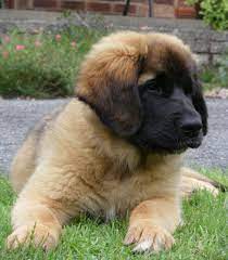 We did not find results for: Gorgeous Litter Of Leonberger Puppies Sheerness Kent Pets4homes