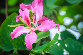In offerta su amazon a: Bauhinia L Albero Orchidea Tutti I Segreti Per Coltivarlo Al Meglio