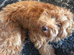Coffee machine brands australian labradoodle miniature. How To Make Your Home Feel Like A Sanctuary All Dressed Up