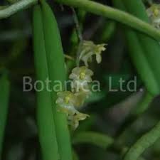 Image result for Microcoelia exilis