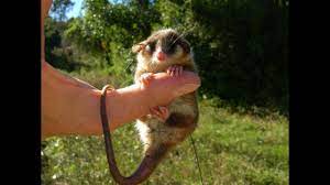 Animals related words difference and comparison Monito Del Monte Cute Little Survivors Youtube