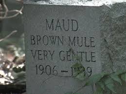 Mule Graveyard Found Near Interstate 540 Wral Com Mules Durham County My Love