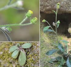 Image result for Blumea