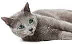 Amazing Russian Blue Cat Names | Russian Blue Love 2015