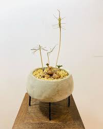 Image result for Dorstenia barnimiana