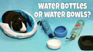 See full list on petcosset.com Water Bottles Vs Water Bowls For Guinea Pigs Hamsters Hedgehogs Youtube