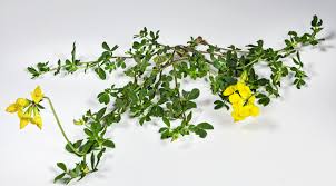 Where to buy lotus flowers chicago. Lotus Corniculatus Wikipedia