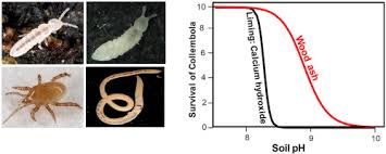 How to apply wood ash to garden. Wood Ash Application Increases Ph But Does Not Harm The Soil Mesofauna Sciencedirect