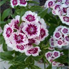 Full sun and moist soil. Buy Dianthus Pink White Plant Online At Cheap Price On Plantsguru Com