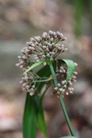 Image result for Hypolytrum