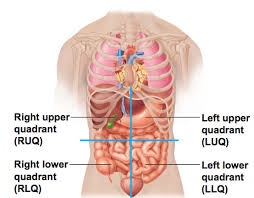 Anatomical position anatomical planes anatomical quadrants body regions body cavities and membranes directional terms anatomical terms organ systems & their components. Abdominopelvic Quadrants Human Body Organs Human Body Anatomy Anatomy Organs