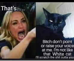 Now you heard wtf that cat said 🤣🤣🤣