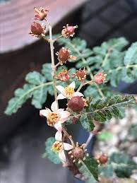 Image result for Burseraceae