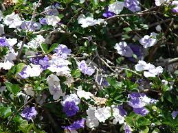 Image result for Brunfelsia australis