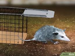 … warfarin is a common ingredient in many rat. Easy Ways To Get Rid Of Possums Wikihow