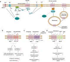 Frontiers Mu Opioid Receptor Heterodimers Emerge As Novel Therapeutic Targets Recent Progress And Future Perspective Pharmacology