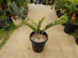 Image result for Encephalartos munchii