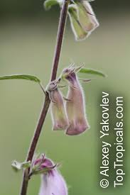 Image result for Ceratotheca triloba