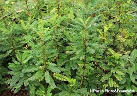 Image result for Phyllanthus xiphephorus