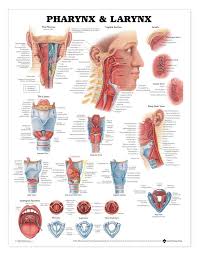 Pharynx And Larynx Laminated Anatomical Chart In 2020 Medical Posters Anatomy Medical Knowledge
