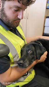 Found a black lab at work near the airport running around in our car park  Please share so we can find his owner Update The dog has been found
