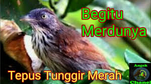 29 december 20207 november 2020. Download Jenis Jenis Burung Tepus Di Indonesia Mp3 Mp4 3gp Flv Download Lagu Mp3 Gratis