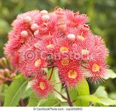 Check spelling or type a new query. Pink Red Flowers Gum Tree Eucalyptus Phytocarpa Pink Red Flowers On Australian Native Gum Tree Eucalyptus Phytocarpa Canstock