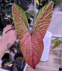 Image result for Disperis johnstonii